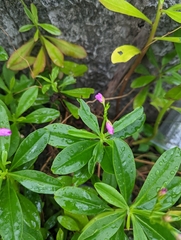 Talinum fruticosum