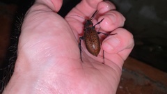 Carabus smaragdinus