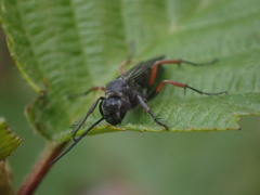 Episyron rufipes