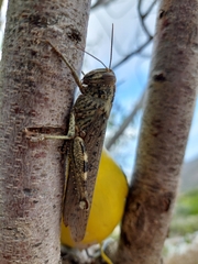 Anacridium aegyptium