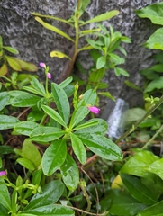Talinum fruticosum