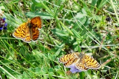 Melitaea phoebe