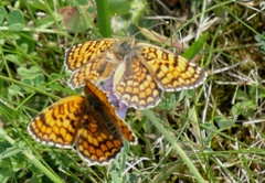 Melitaea phoebe