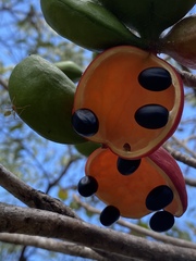 Sterculia quadrifida