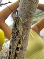Anacridium aegyptium