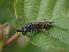 Episyron rufipes
