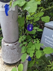Clitoria ternatea