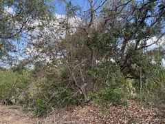 Sterculia quadrifida