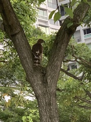 Accipiter trivirgatus