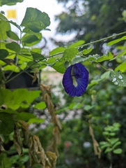 Clitoria ternatea