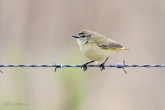 Acanthiza chrysorrhoa