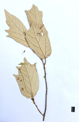 Pterospermum yunnanense