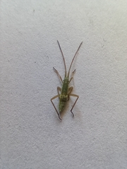 Trigonotylus caelestialium