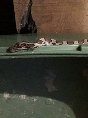 Lampropeltis triangulum