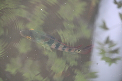 Mayaheros urophthalmus