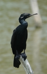 Phalacrocorax fuscicollis