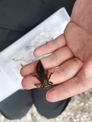 Neallogaster pekinensis