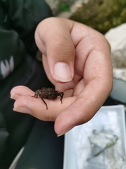 Neallogaster pekinensis