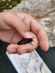 Neallogaster pekinensis