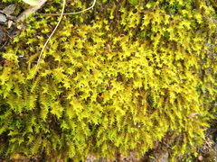 Triquetrella papillata