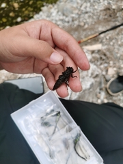 Neallogaster pekinensis