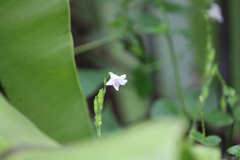 Asystasia intrusa