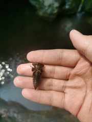 Neallogaster pekinensis