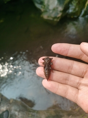 Neallogaster pekinensis