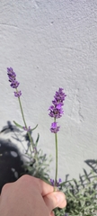 Lavandula angustifolia