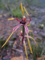 Caladenia arrecta