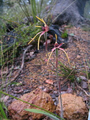 Caladenia arrecta