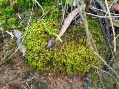 Triquetrella papillata