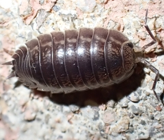 Porcellio