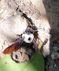 Xylocopa phalothorax