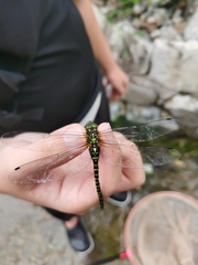 Planaeschna shanxiensis