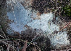Lecanoromycetes