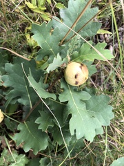 Andricus quercustozae