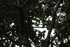 Oriolus chinensis