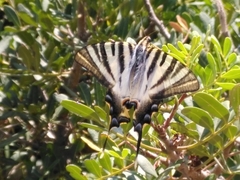 Iphiclides feisthamelii
