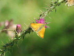Thymelicus sylvestris