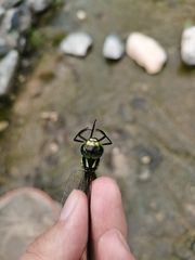 Planaeschna shanxiensis