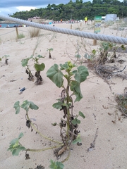 Xanthium orientale