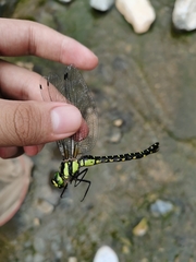 Planaeschna shanxiensis