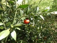 Ruscus aculeatus
