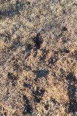 Oryctolagus cuniculus