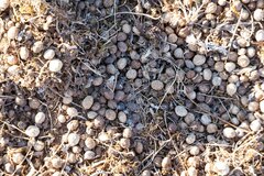 Oryctolagus cuniculus