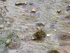 Planaeschna shanxiensis