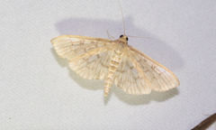 Herpetogramma pertextalis