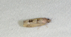 Eucosma tomonana