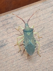 Gonocerus acuteangulatus